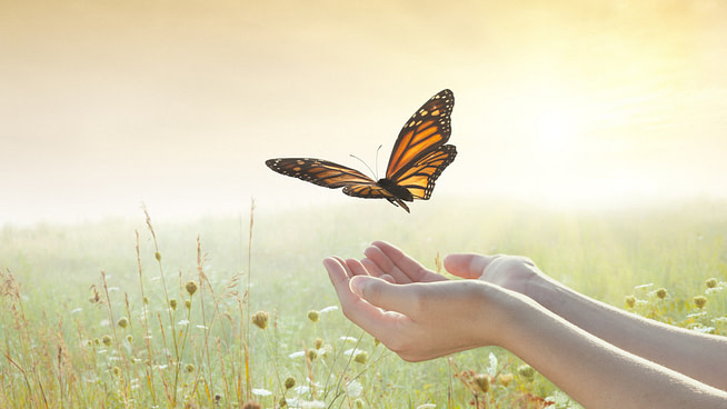 1581505961216 A butterfly over a girl's hands